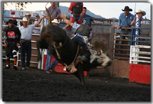bullrider